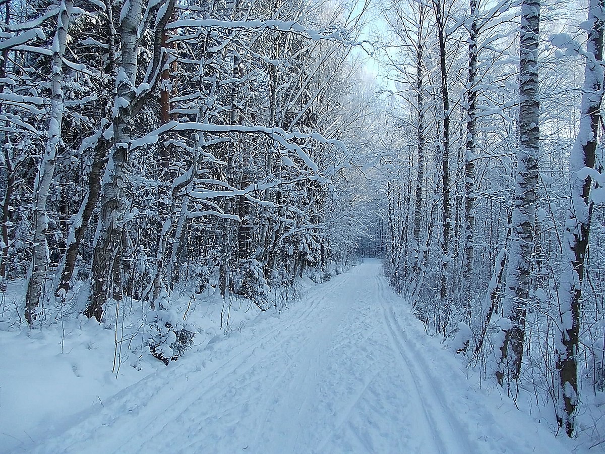 Ржевский лесопарк фото