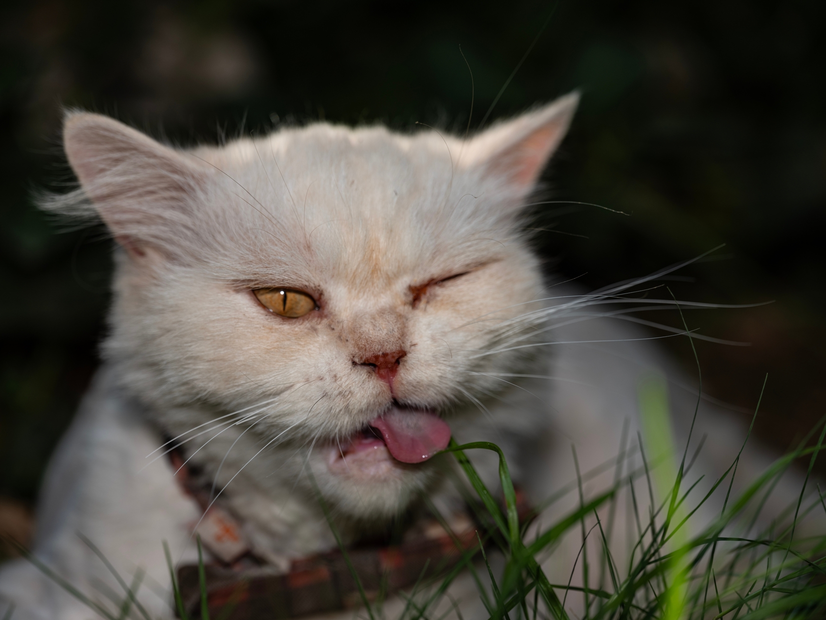 Cats secret. Кот ест траву.