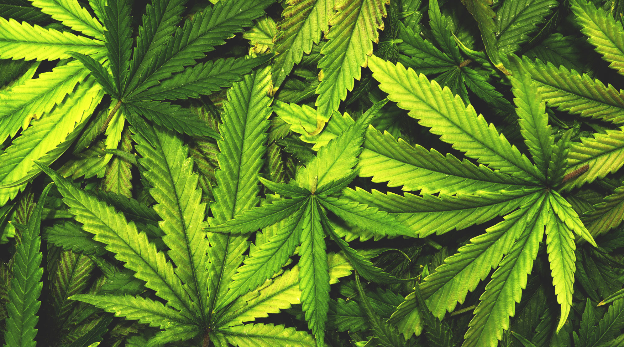 Марихуана праги выращивать марихуану в лесу
