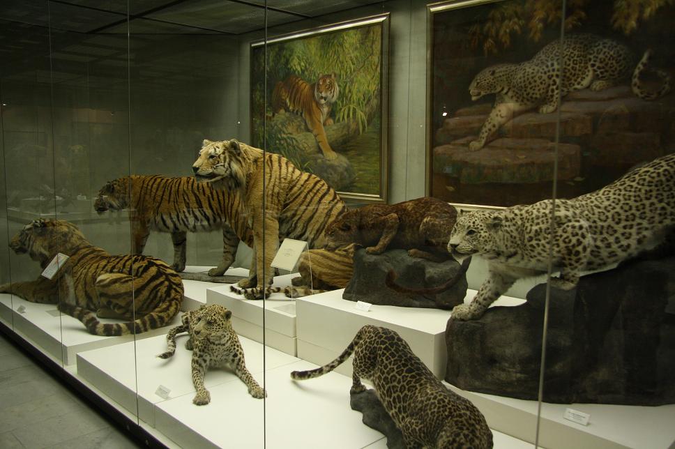 Музей дарвина экспонаты