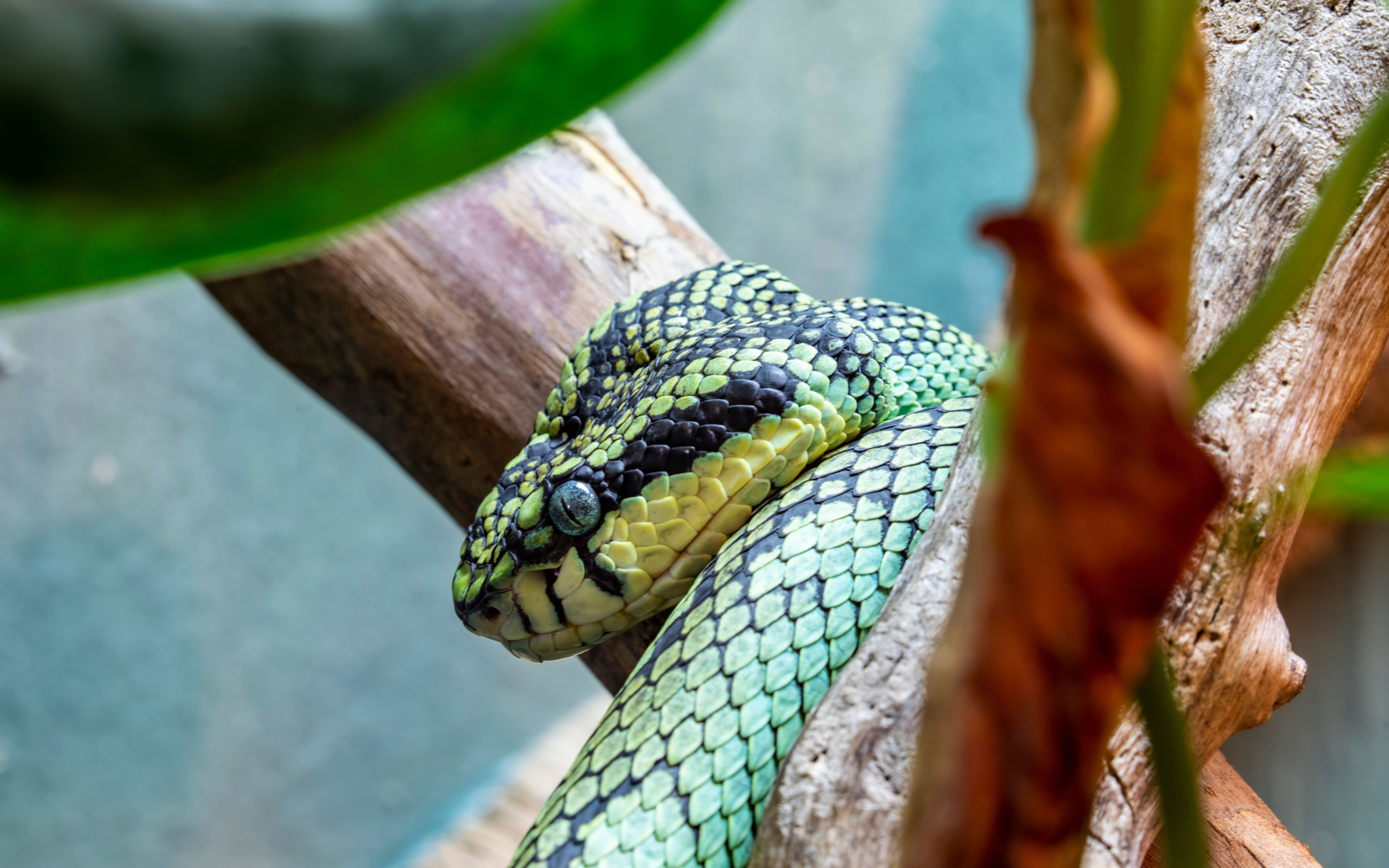 Цейлонская куфия. Пилообразная гадюка Шри Ланка. Зеленая остроносая змея Шри Ланка.