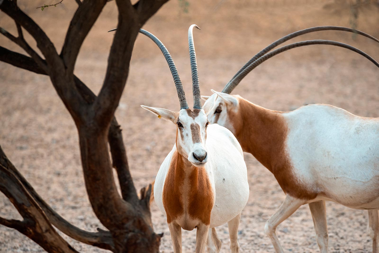 Back from the brink of extinction - Marwell Zoo