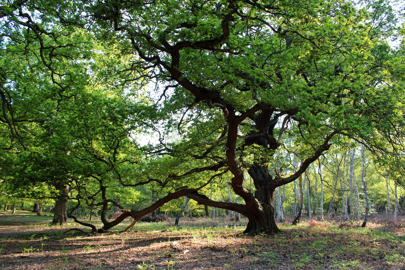 Шервудский лес фото