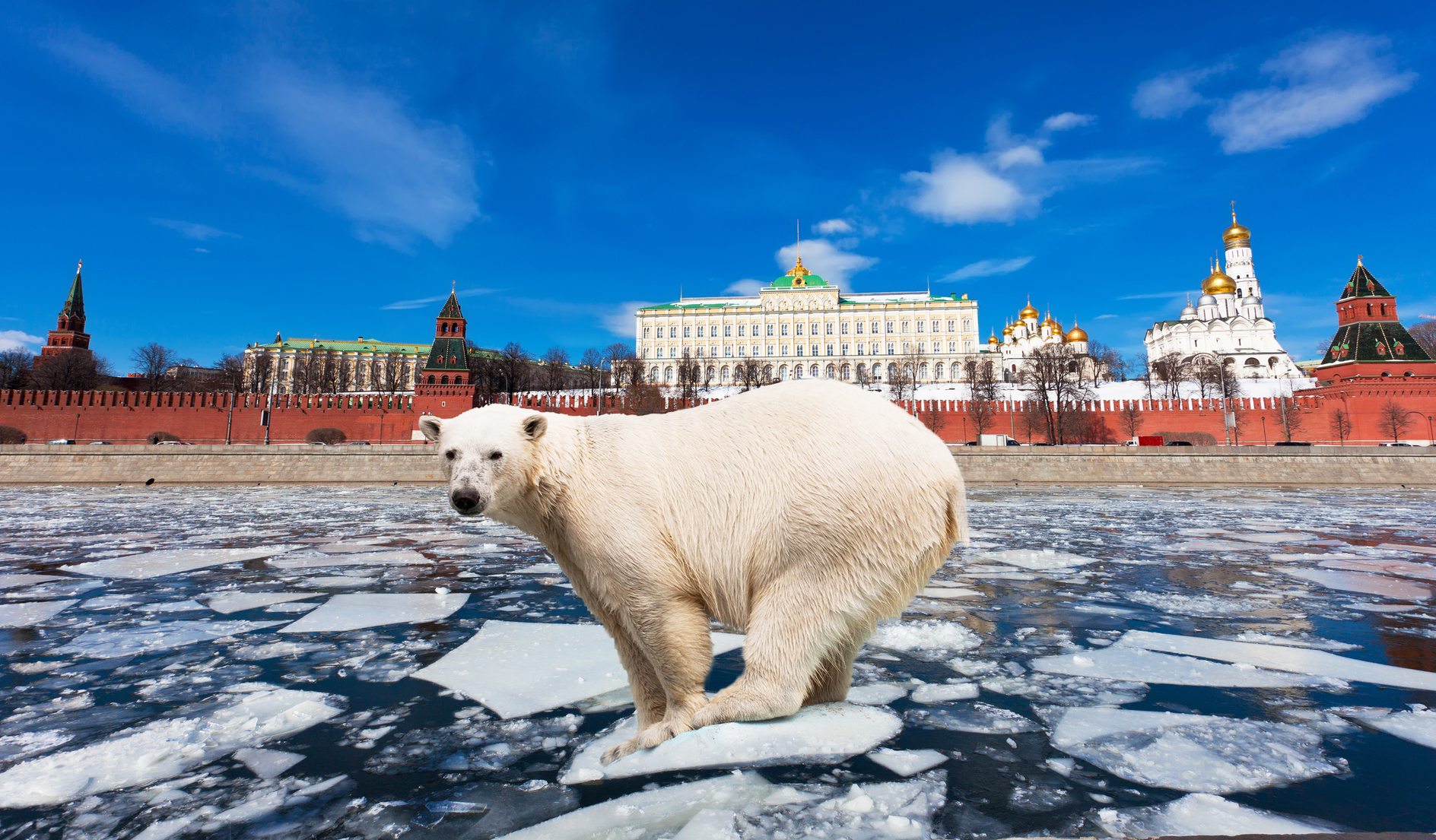 Россия она большая. Россия картинки. Медведь на красной площади. Что интересного в России. Медведь на фоне Кремля.