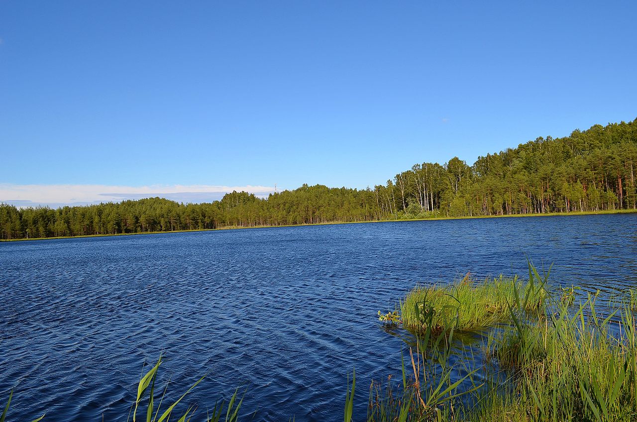 Озеро в осиновой роще Санкт-Петербург
