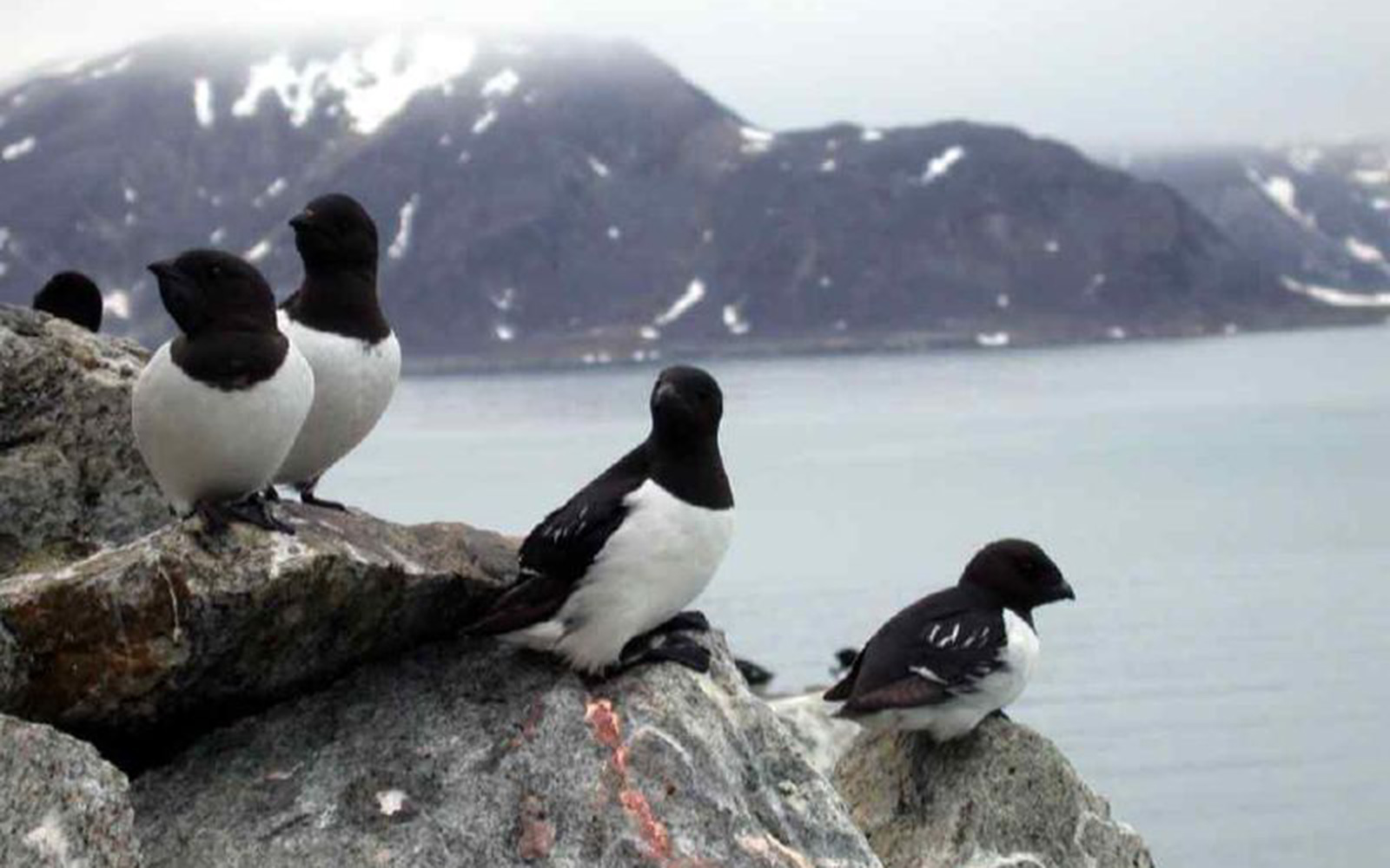 Птицы Арктики и Антарктики