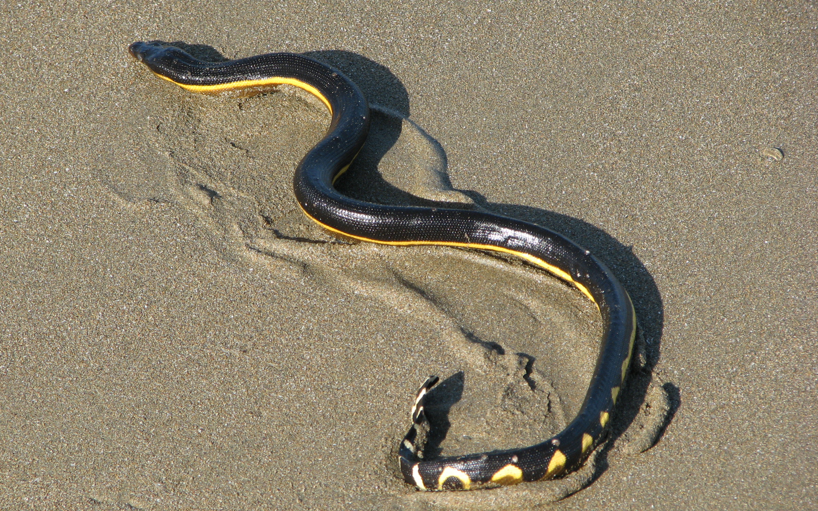Морская змея пеламида