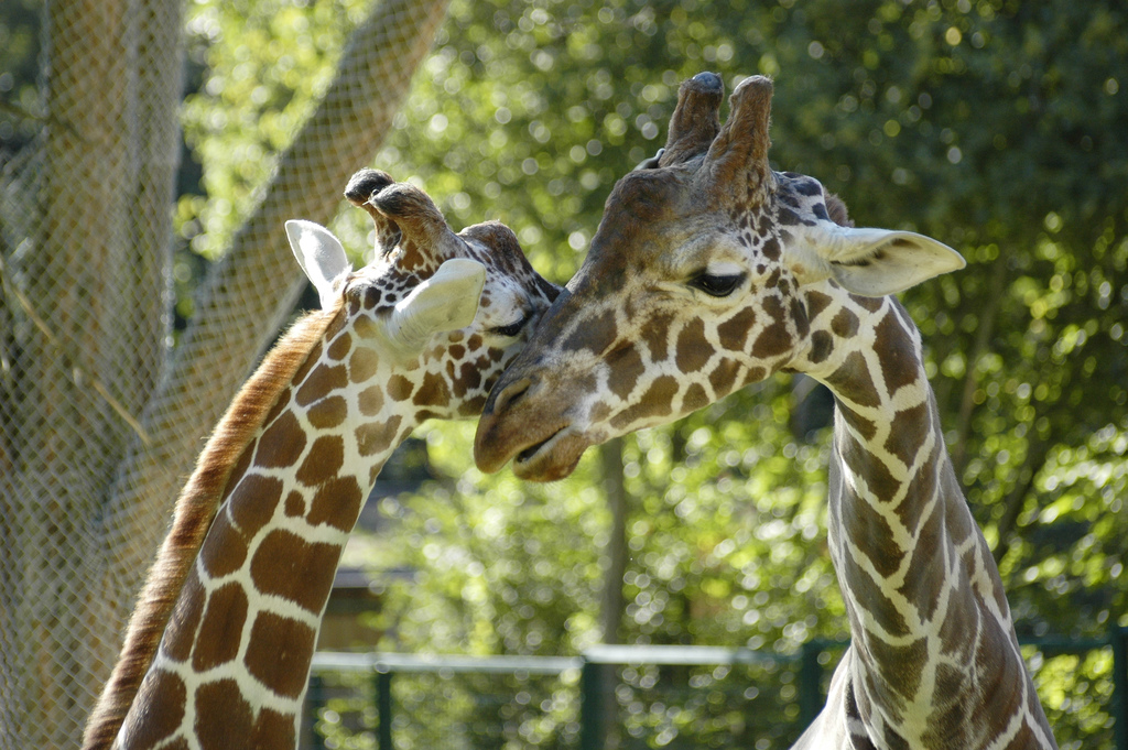 Zoo немецкий. Берлинский зоопарк. Нюрнберг зоопарк. Берлинский зоопарк Берлин. Tiergarten Berlin зоопарк.