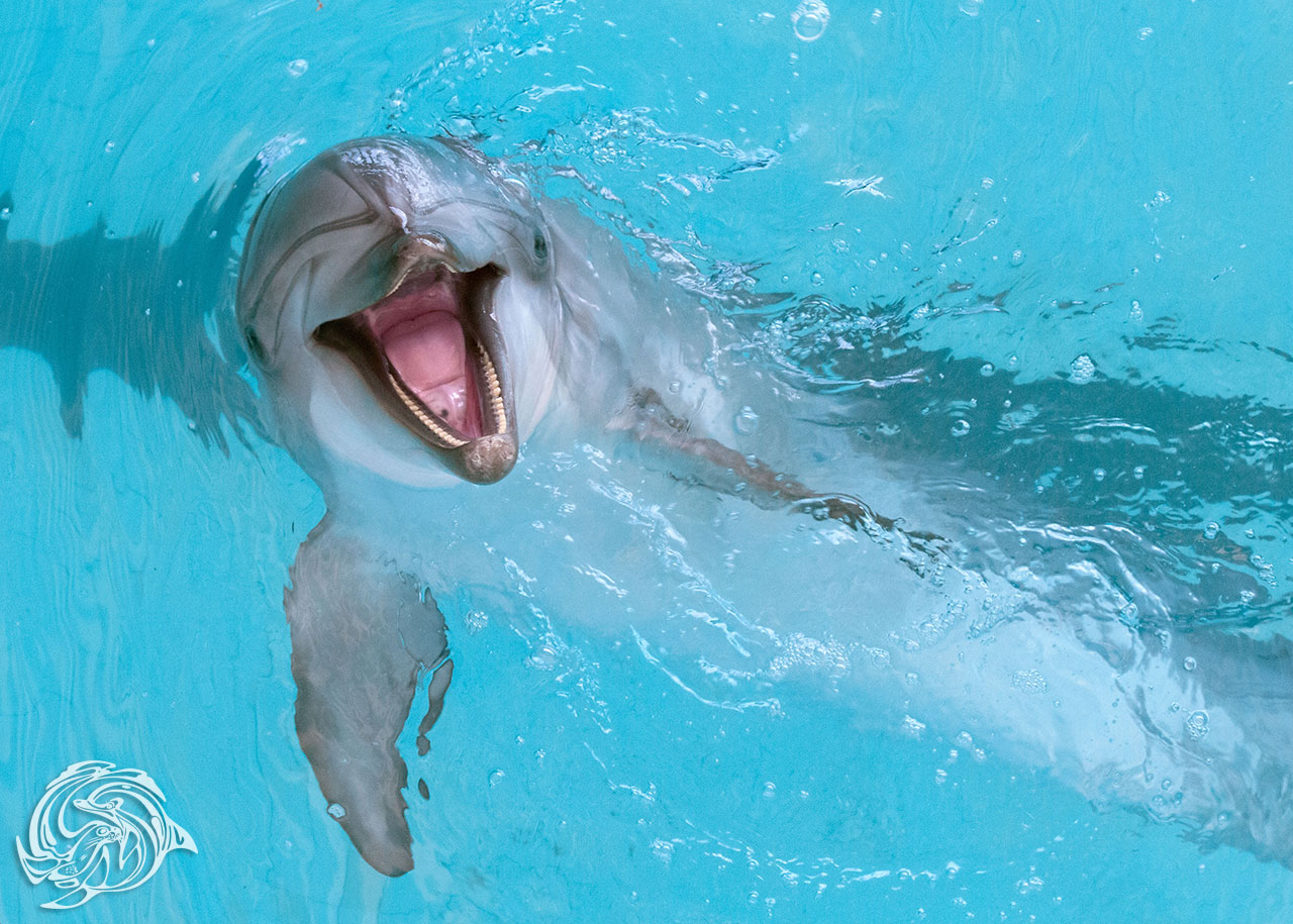 Дельфины с удовольствием разучивают. Плавание с дельфинами. Плавать смдельфинами. Купание с дельфинами. Дельфинарий поплавать с дельфинами.