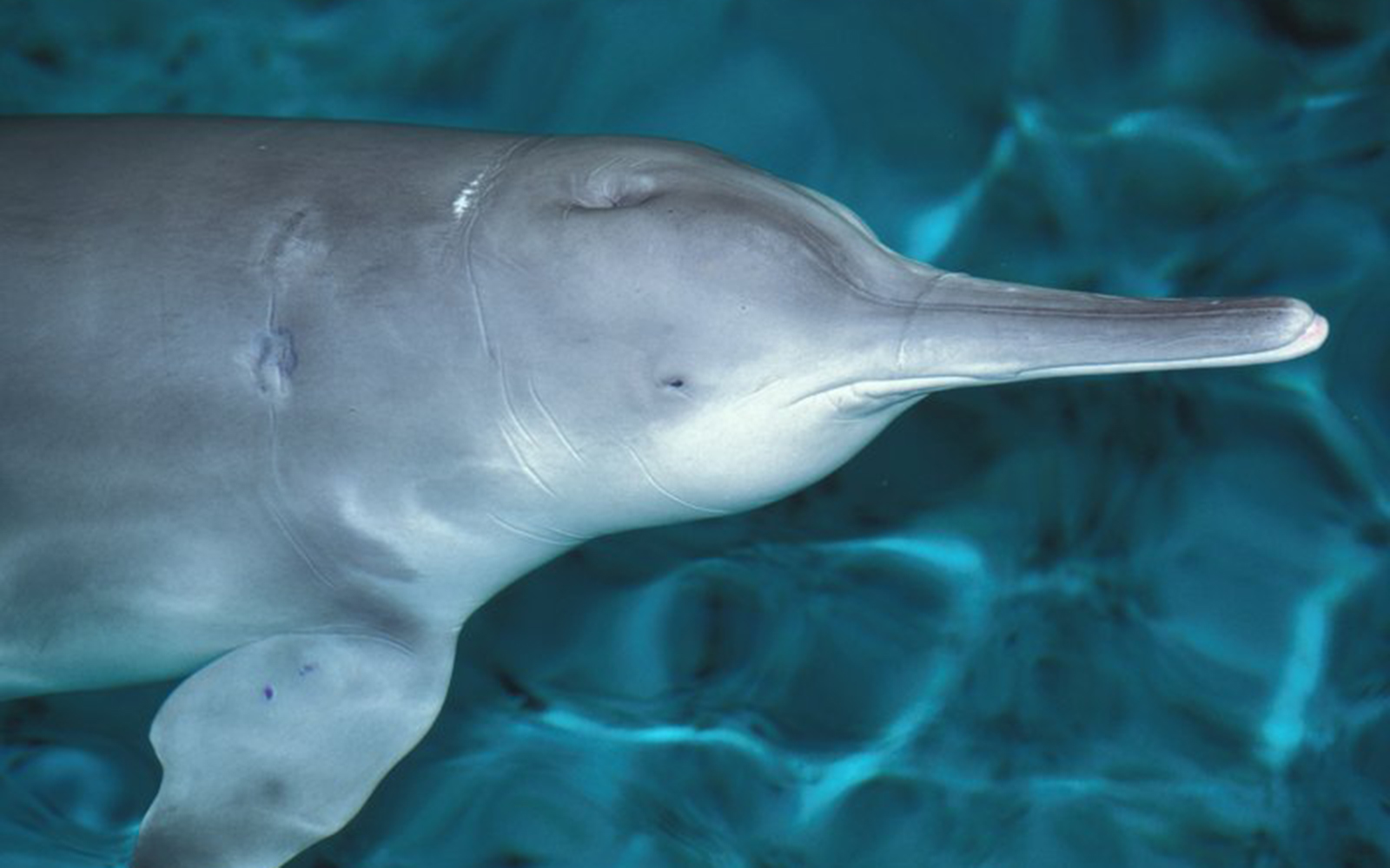 Гангский Дельфин