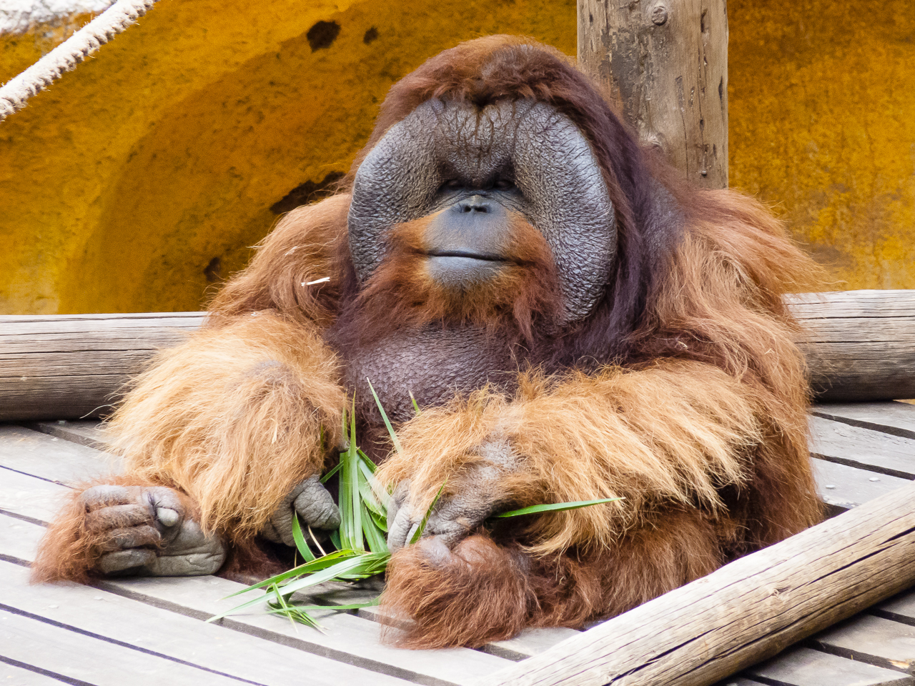 Monkey's park. Парк обезьян Тенерифе. Манки парк Тенерифе. Обезьяна с Тенерифе. Монки парк Канары.