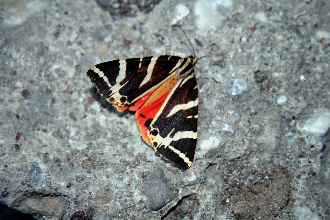 Долина бабочек в греции родос фото