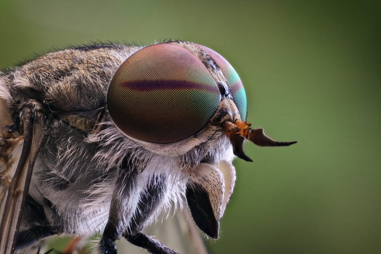 Муха травоядная. Слепень Tabanus chrysurus. Муха Овод. Паут Овод слепень. Овод насекомое.