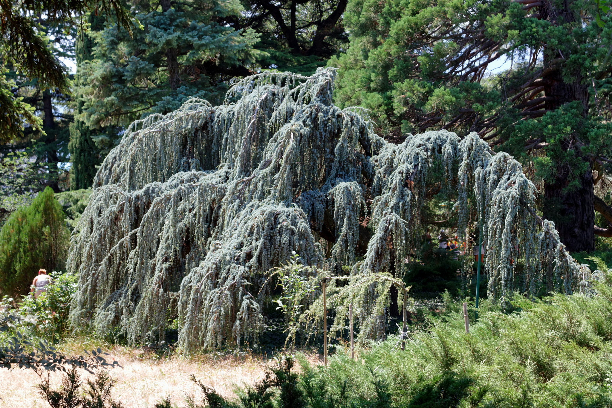 Кедр атласский в Крыму Никитский Ботанический сад