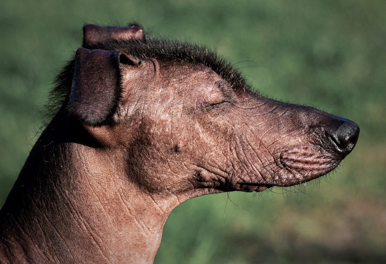 Silbatos para perros que ladran