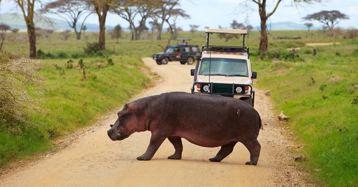 Foto Tanzanii Ot Turistov Na Tonkostyah Turizma