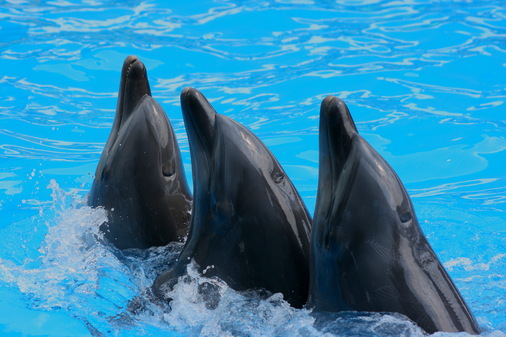 Дельфинарий Новосибирск Фото