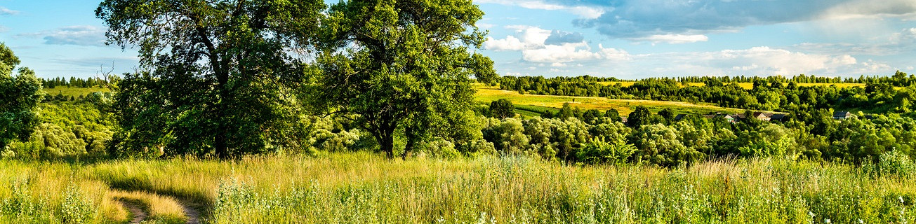Типичный сельский ландшафт Курской области, Россия