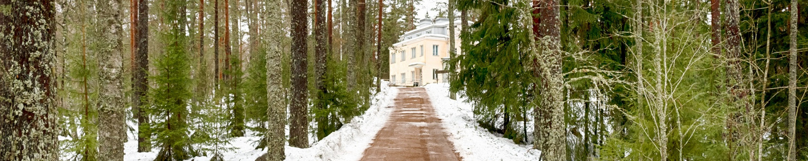 Финский лес зимой. Эспоо, Финляндия