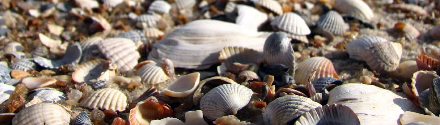 Новый Год На Азовском Море С Программой Новый Год На Азовском Море С Программой
