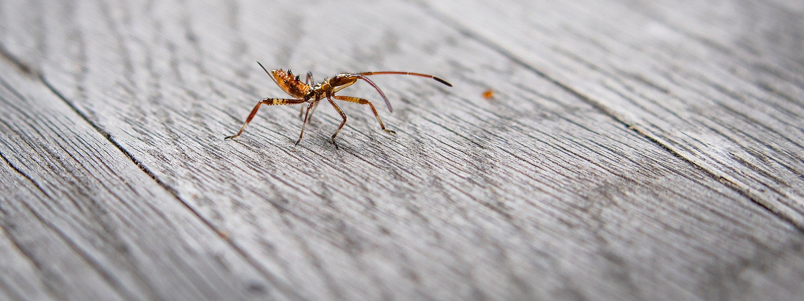 Тараканы — чем вредны, как лучше проводить уничтожение