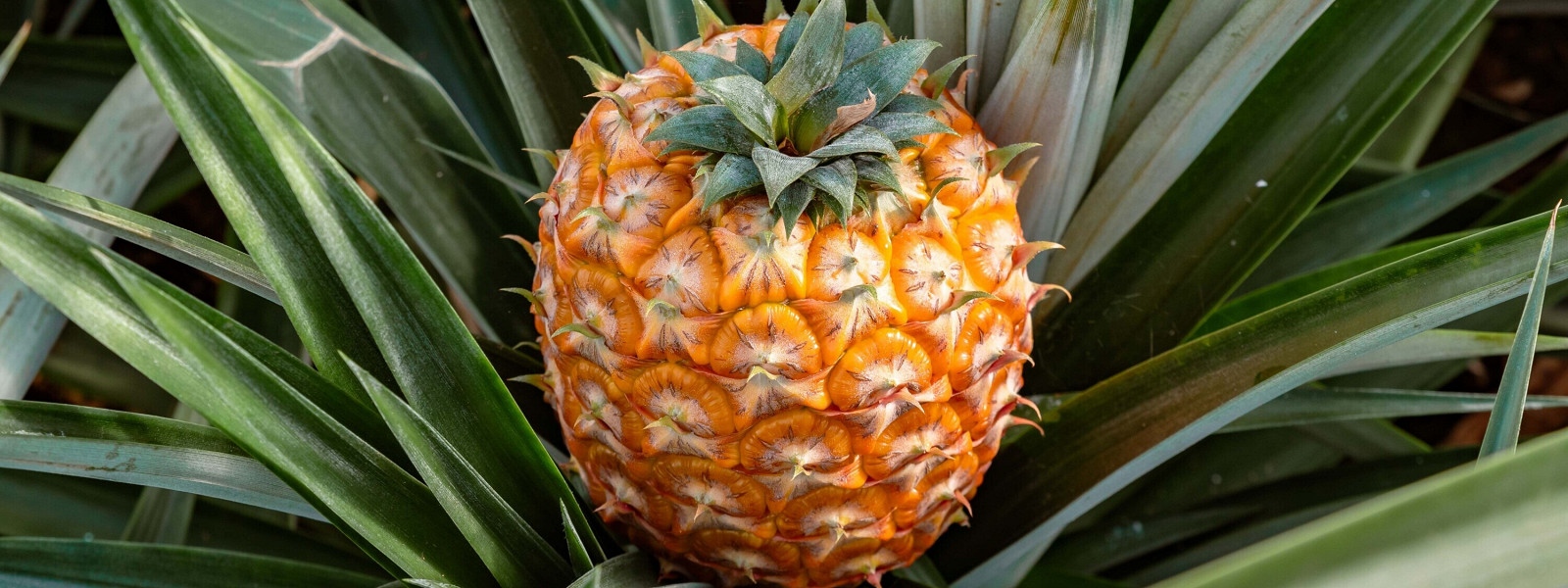 Журнал/Экзотические фрукты Таиланда