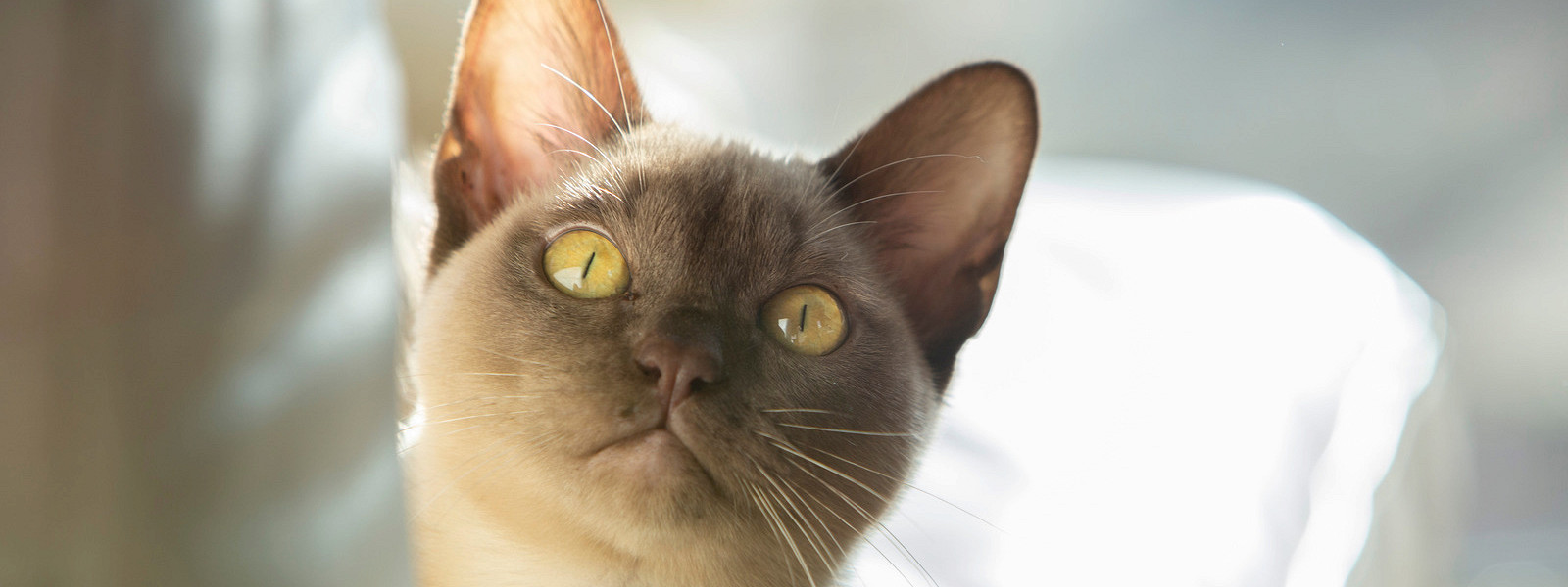 Журнал/Где оставить питомца на время отпуска