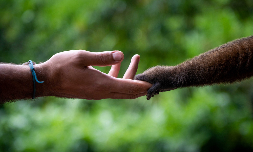 Журнал/Самые умные животные в мире: вы удивитесь, кто на первом месте