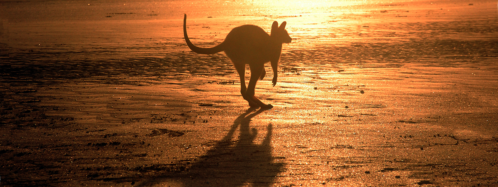 Журнал/Какие опасности (и неожиданности) подстерегают на пляжах Австралии