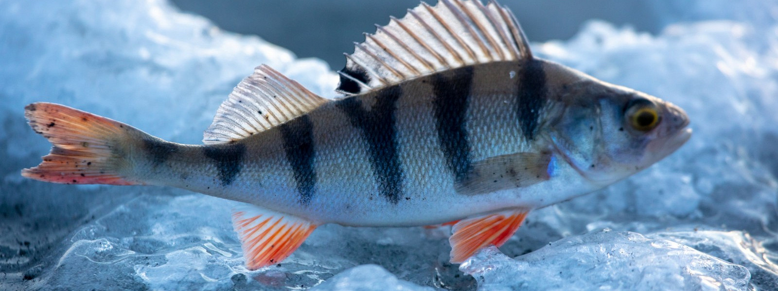 Журнал/Когда начинается сезон рыбалки в России: сроки, запреты, данные по регионам