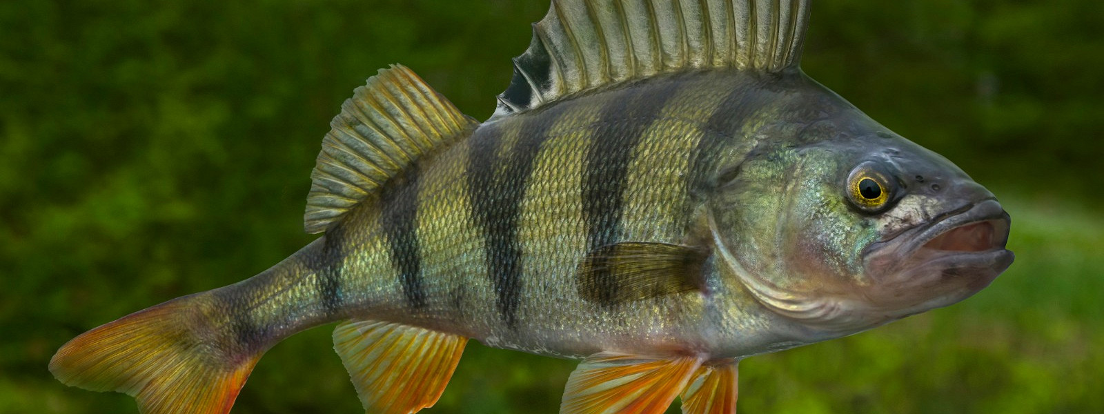 Журнал/Где ловить окуня: лучшие места, приманки и советы для рыбалки