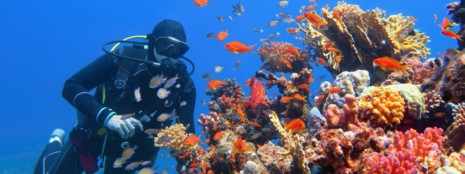 Журнал/Шесть ядовитых морских рыб Египта: как выглядят и как вести себя при встрече