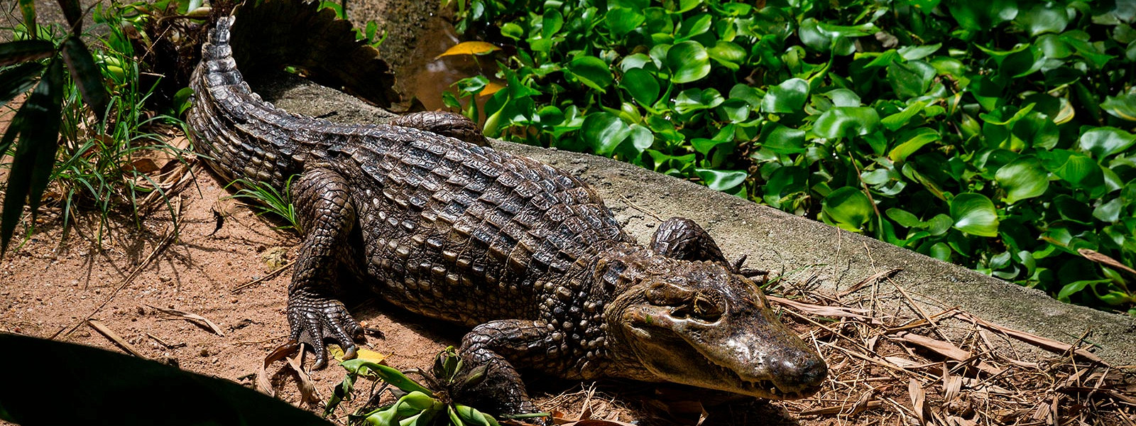 Журнал/Почему египтяне мазались крокодильим навозом — древние секреты красоты, гигиены и омоложения
