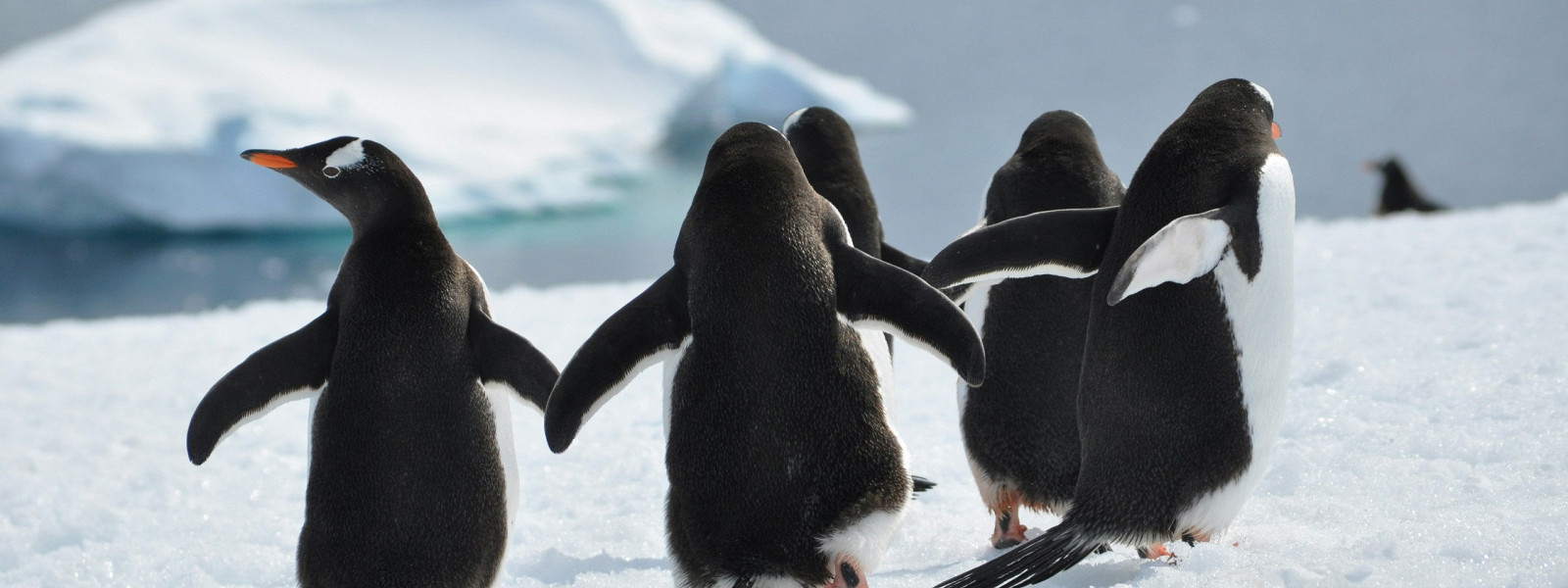 Журнал/Пингвин-нигилист: почему пингвин, который ушел от стаи, стал мемом и символом выгорания