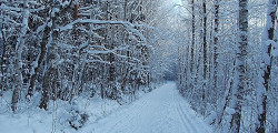 Ржевский лесопарк