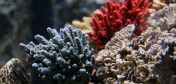 Морской центр Sea Life