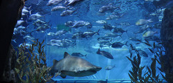 Аквариум Sea Life Bangkok Ocean World