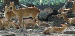 Зоопарк в Дели