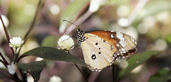 Сад бабочек Пхукета