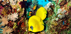 Центр «Коралловый риф»