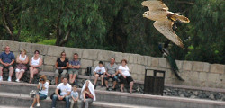 Парк орлов