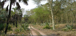 Национальный парк Горонгоса