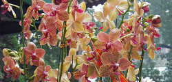 Сад орхидей в Гуанчжоу