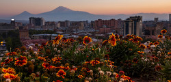 Арарат