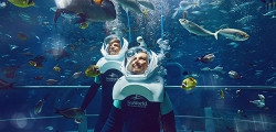 SeaWorld Abu Dhabi
