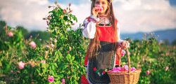 Долина роз