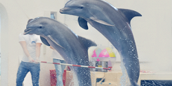 Дельфинарий в Варне