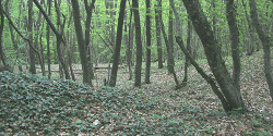 Агармышский лес