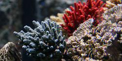 Морской центр Sea Life