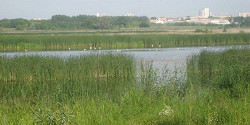 Птичья гавань Омска